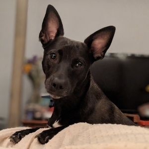 I have a smoke free and pet friendly closet 😸🐶💙